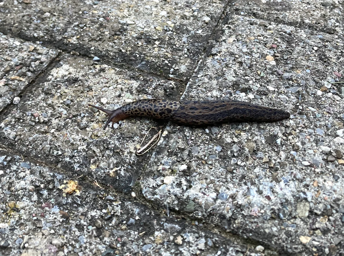 Die Tigerschnecke (auch Schnegel genannt) gilt als Nützling, denn sie frisst neben anderem auch Eier und Jungtiere anderer Nacktschnecken. Schnecke